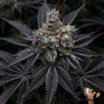 Dante's Wrath #48 Strain