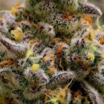 Dante's Wrath #48 Strain