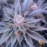 Subzero #12 Strain