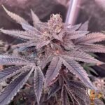 Subzero #12 Strain