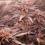 Subzero #12