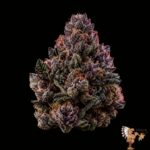Zorroz x Zangria Strain