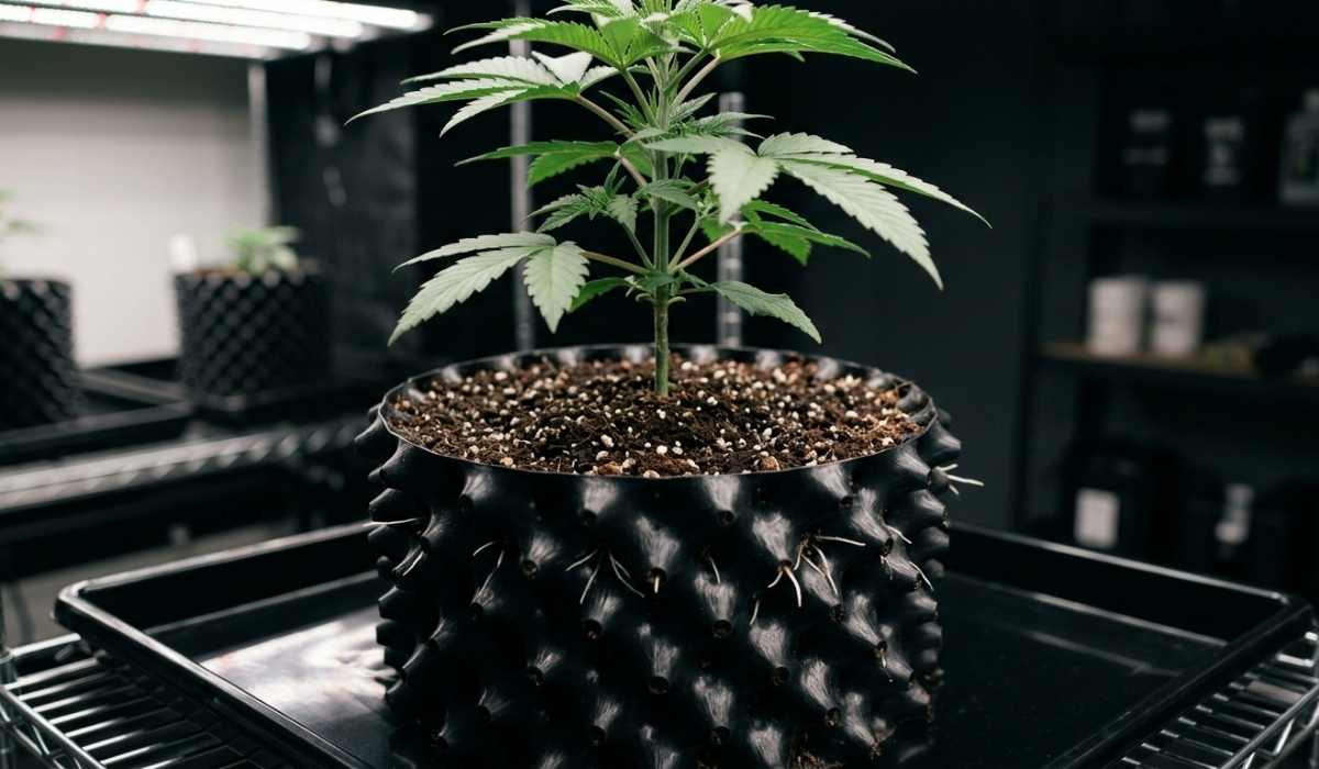 Cannabis-Sämling in einem luftdurchlässigen Airpot mit sichtbaren Wurzelöffnungen