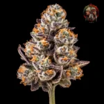 Blütenmotiv der Apple Fritter Samenlinie feminisiert von Twins Garden Seeds – Bild 1