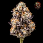Blütenmotiv der Apple Fritter Samenlinie feminisiert von Twins Garden Seeds – Bild 2