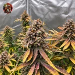 Blue Dream – Sortenmotiv der feminisierten Samenlinie von Twins Garden Seeds, Bild 1