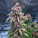 Blue Dream – Sortenmotiv der feminisierten Samenlinie von Twins Garden Seeds, Bild 2