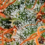 Blue Dream – Sortenmotiv der feminisierten Samenlinie von Twins Garden Seeds, Bild 3