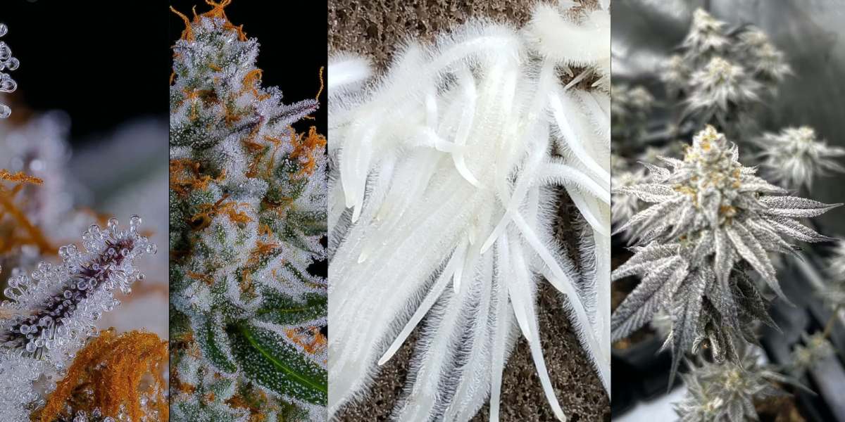 Vom bewurzelten Klon bis zur reifen Blüte – harzreiche Genetiken aus Stecklingen