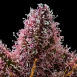 Cherry Poppers von Barneys Farm – Makroaufnahme 3 auf schwarzem Hintergrund