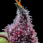 Cherry Poppers von Barneys Farm – Makroaufnahme 4 auf schwarzem Hintergrund