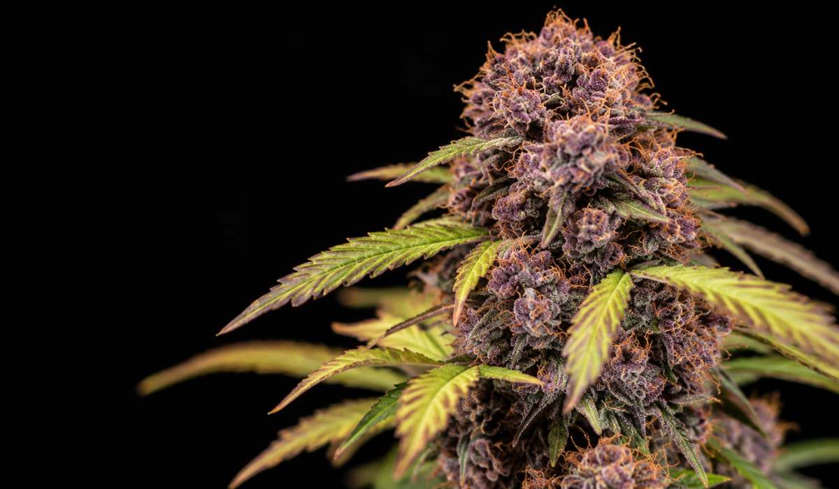Violette Fast Buds Autoflower Blüte mit orangefarbenen Narben in Nahaufnahme