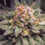 Fast Buds Gorilla Melon Feminisiert – Produktaufnahme 1