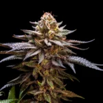 Fast Buds Gorilla Melon Feminisiert – Blüte vor schwarzem Hintergrund