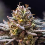 Fast Buds Gorilla Melon Feminisiert – Produktaufnahme 3