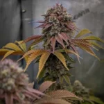 Fast Buds Gorilla Melon Feminisiert – Produktaufnahme 4