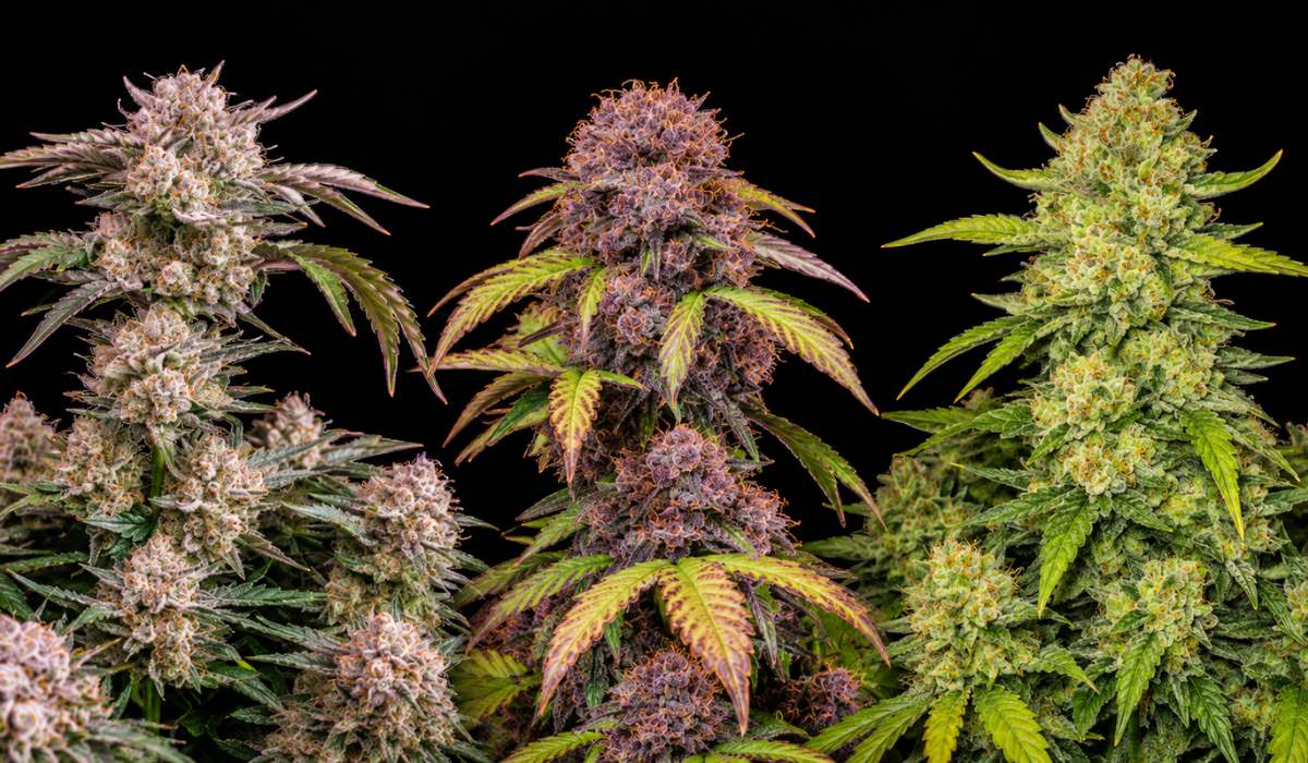 Fast Buds Samen Sorten im Vergleich: frostig-weiße, violette und hellgrüne Cannabisblüten
