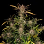 Fast Buds Ztrawberriez Auto – Produktfoto 2