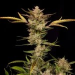 Fast Buds Ztrawberriez Auto – Produktfoto 3