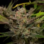 Fast Buds Ztrawberriez Auto – Produktfoto 4
