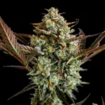 Fast Buds Ztrawberriez Auto – Produktfoto 6