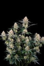 Guava Sundae Auto von Fast Buds vor schwarzem Hintergrund – Ansicht 2