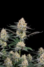 Guava Sundae Auto von Fast Buds vor schwarzem Hintergrund – Ansicht 3