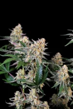 Guava Sundae Auto von Fast Buds vor schwarzem Hintergrund – Ansicht 4