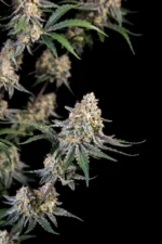 Guava Sundae Auto von Fast Buds vor schwarzem Hintergrund – Ansicht 5