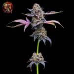 Lemon Cherry Gelato – Sortenmotiv der feminisierten Samenlinie von Twins Garden Seeds, Bild 1