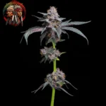 Lemon Cherry Gelato – Sortenmotiv der feminisierten Samenlinie von Twins Garden Seeds, Bild 2
