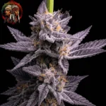 Lemon Cherry Gelato – Sortenmotiv der feminisierten Samenlinie von Twins Garden Seeds, Bild 3