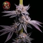 Lemon Cherry Gelato – Sortenmotiv der feminisierten Samenlinie von Twins Garden Seeds, Bild 4