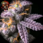 Lemon Cherry Gelato – Sortenmotiv der feminisierten Samenlinie von Twins Garden Seeds, Bild 6