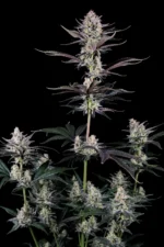 Fast Buds Mendo Guava Auto – Pflanzenaufnahme vor schwarzem Hintergrund, Ansicht 1