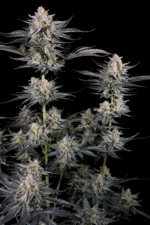 Fast Buds Mendo Guava Auto – Pflanzenaufnahme vor schwarzem Hintergrund, Ansicht 2
