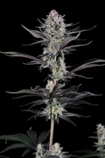 Fast Buds Mendo Guava Auto – Pflanzenaufnahme vor schwarzem Hintergrund, Ansicht 3