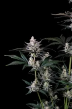 Fast Buds Mendo Guava Auto – Pflanzenaufnahme vor schwarzem Hintergrund, Ansicht 4