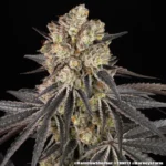 Dicht mit Trichomen besetzte Rainbow-Sherbet-Hauptblüte von Barney’s Farm