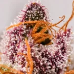 Dutch Passion Red Tropicana Cookies – Blütendetail 2
