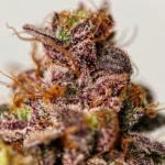 Dutch Passion Red Tropicana Cookies – Blütendetail 3
