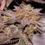 Dutch Passion Red Tropicana Cookies – Blütendetail 5