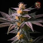 Acapulco Gold Feminisiert von Twins Garden Seeds – Produktbild 1