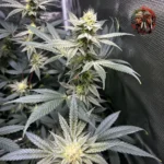 Acapulco Gold Feminisiert von Twins Garden Seeds – Produktbild 2