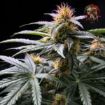 Acapulco Gold Feminisiert von Twins Garden Seeds – Produktbild 4