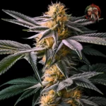 Acapulco Gold Feminisiert von Twins Garden Seeds – Produktbild 5