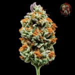 Jack Herer Autoflower von Twins Garden Seeds – Produktbild 1