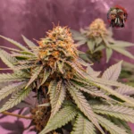 Jack Herer Autoflower von Twins Garden Seeds – Produktbild 2