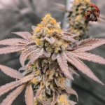 Jack Herer Autoflower von Twins Garden Seeds – Produktbild 3