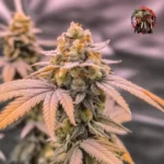 Jack Herer Autoflower von Twins Garden Seeds – Produktbild 4